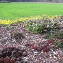 Hatt Gartenbau Hausbegrünung 1