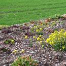 Hatt Gartenbau Hausbegrünung 2